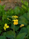 The Bunch of Bright Yellow Flower of Rapeseed Plant blooming in garden Royalty Free Stock Photo